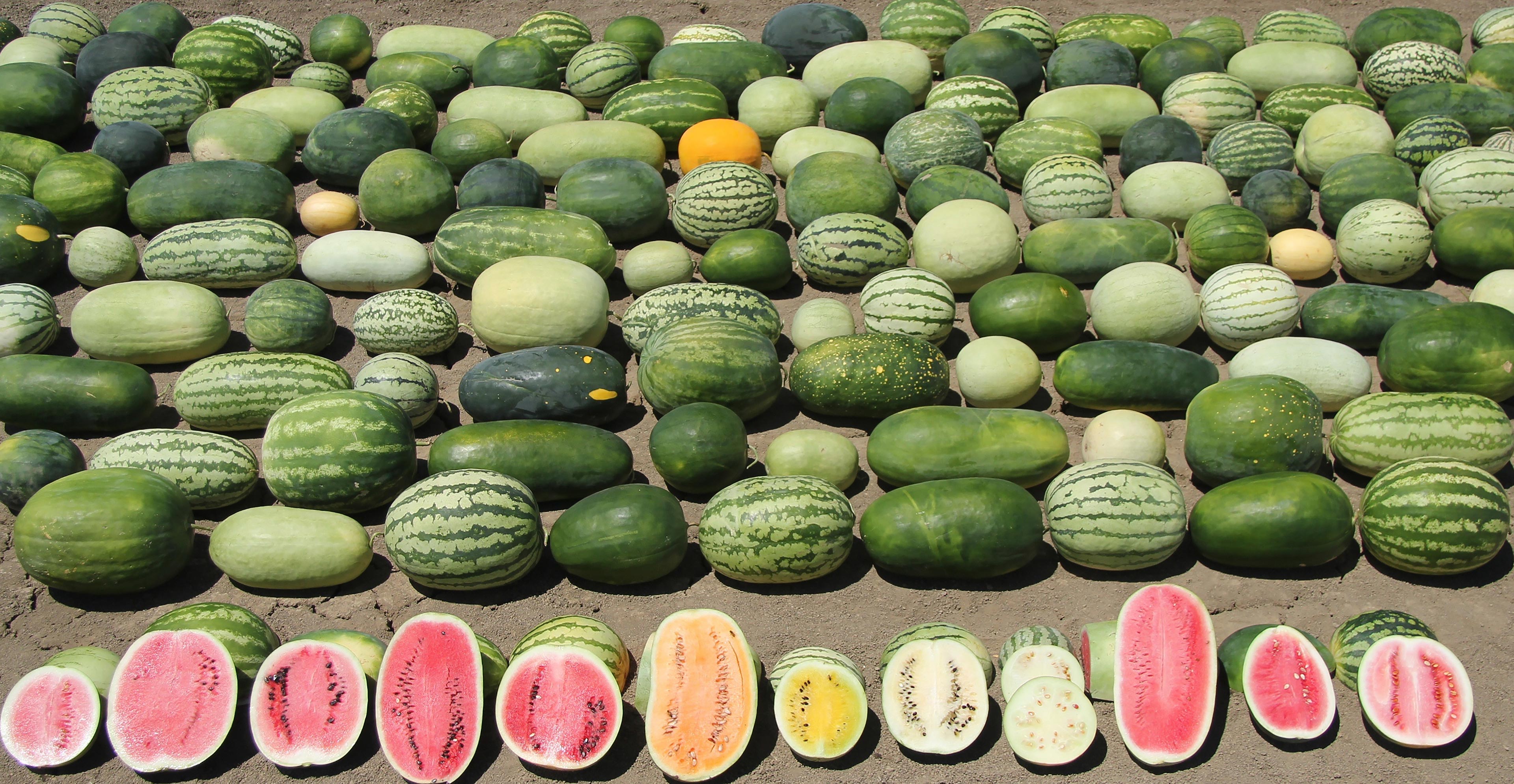 Watermelon Wallpaper Technology People