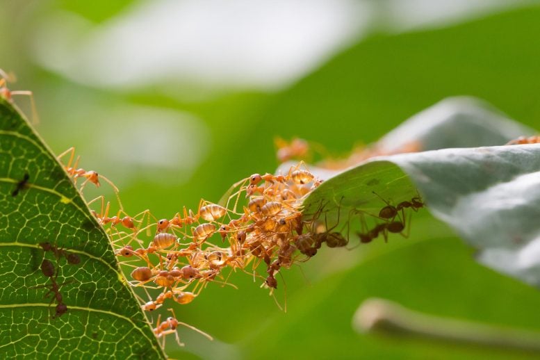 Weaver Ants Build Bridge