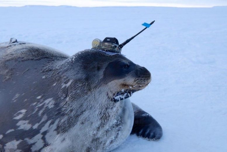 Weddell Seal With CTD Tag
