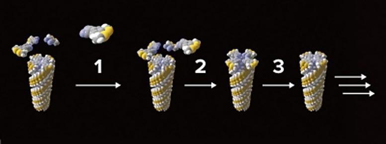 Wedge-Shaped Precursor Molecules Build Rod-Shaped Supramolecular Polymer