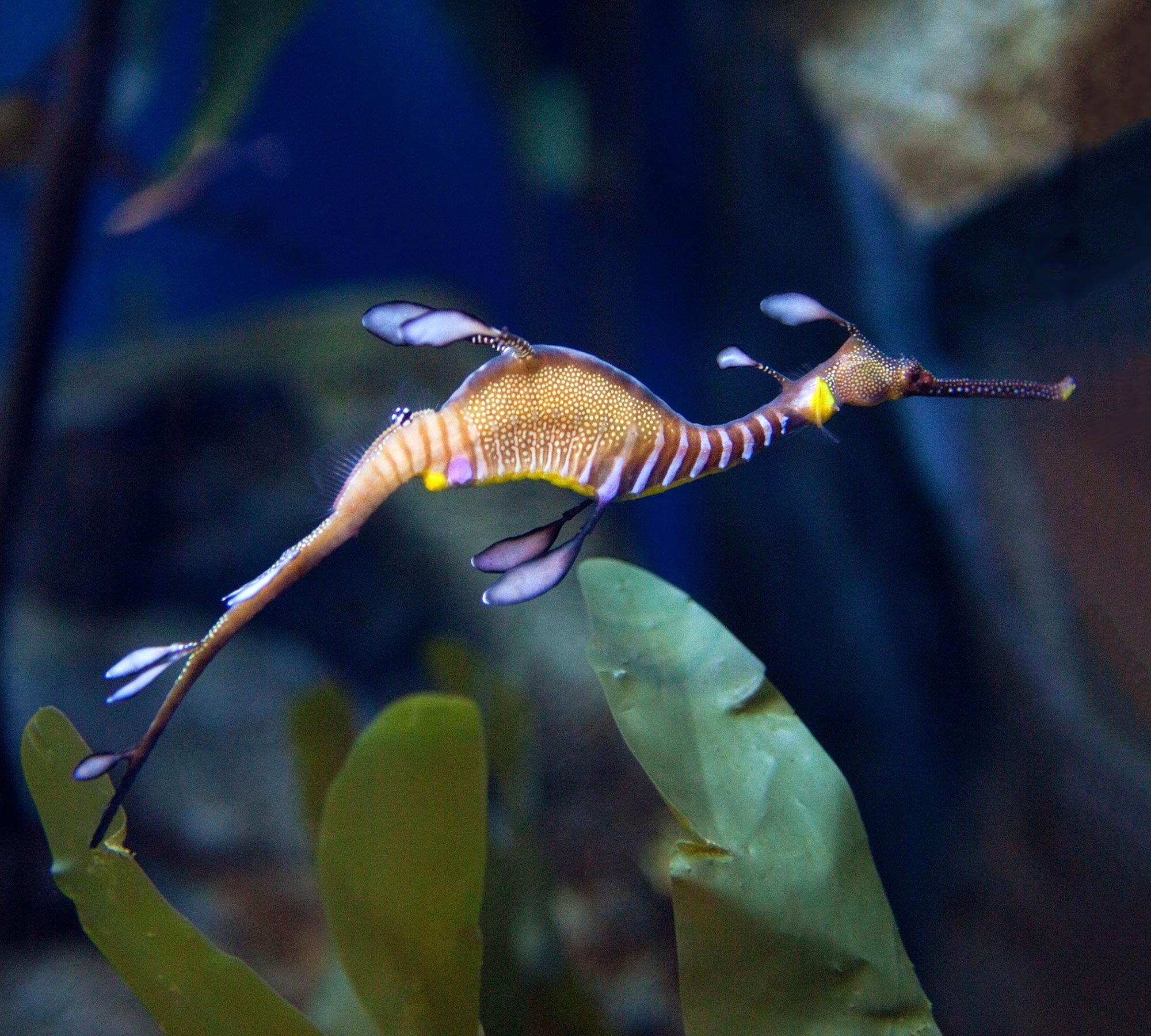 Genetic Mystery of the Seadragon Solved