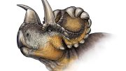 Wendiceratops pinhornensis