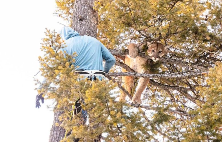 Wesley Binder Climbs a Tree