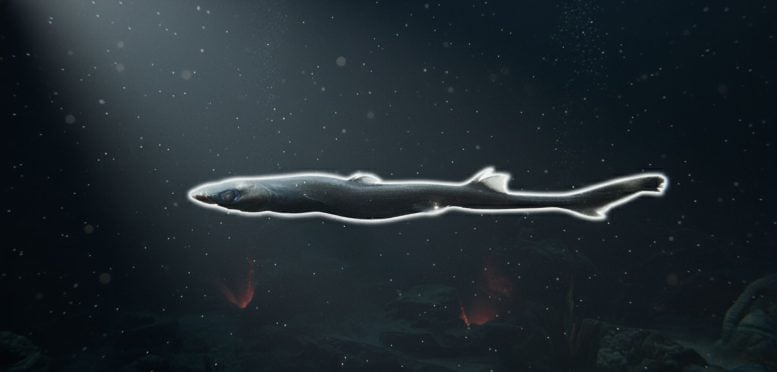 Researchers Just Found a New Species of Glowing Shark