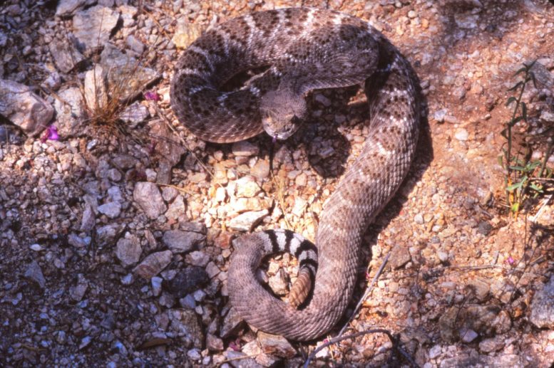 Western Diamondback Rattlesnake