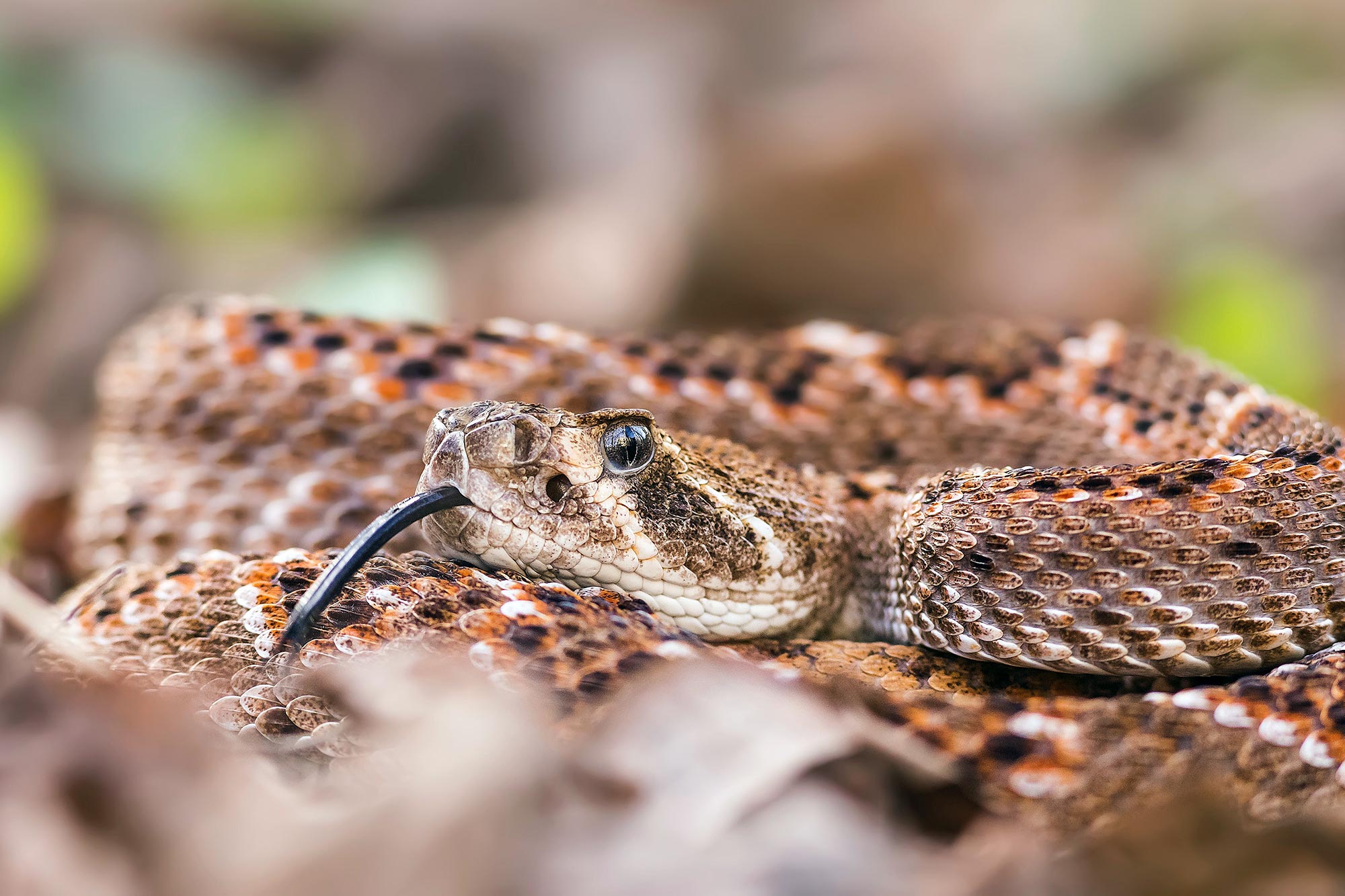 Rattlesnakes’ Scales Help Them Sip Rainwater From Their Bodies Here’s