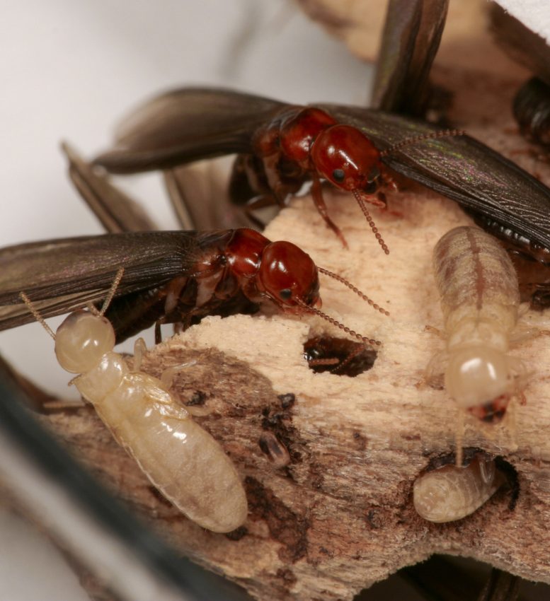 Western Drywood Termites