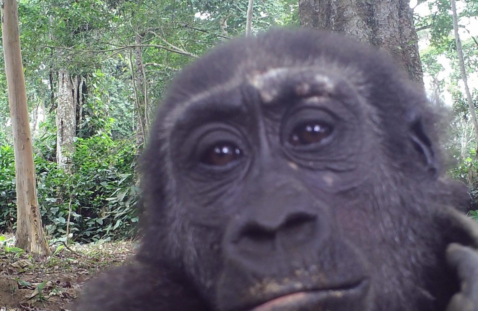 western lowland gorilla population 2015