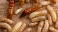 Western Termites