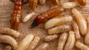 95% Success Rate: Scientists Develop New, More Effective, and Non-Toxic Way To Kill Termites