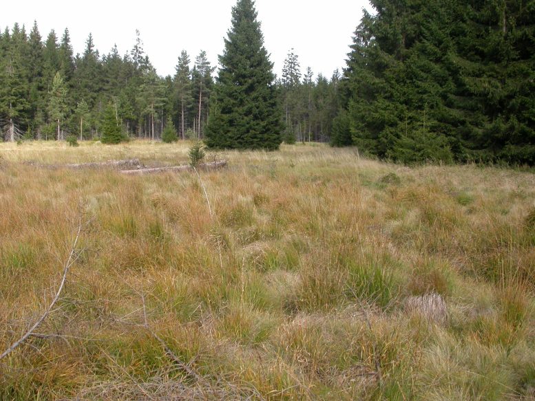 Wetland Soil Habitat of MISO Bacteria