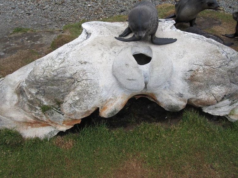 Whale Bone on South Georgia Island
