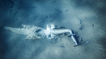 Mysteries of the Deep: Tracking Whale Journeys After Death