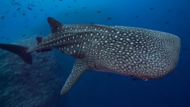 Whale Shark