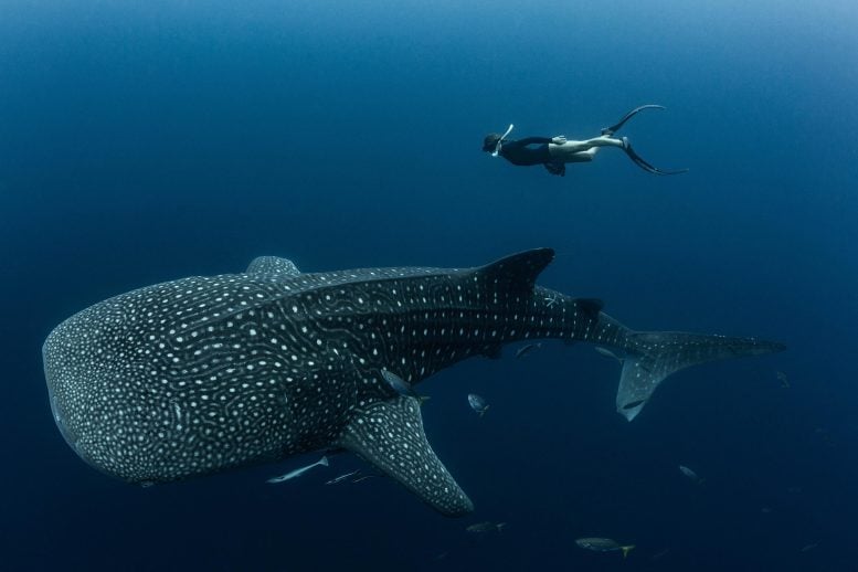Whale Shark Alongside Snorkeler