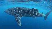 Whale Shark Injuries