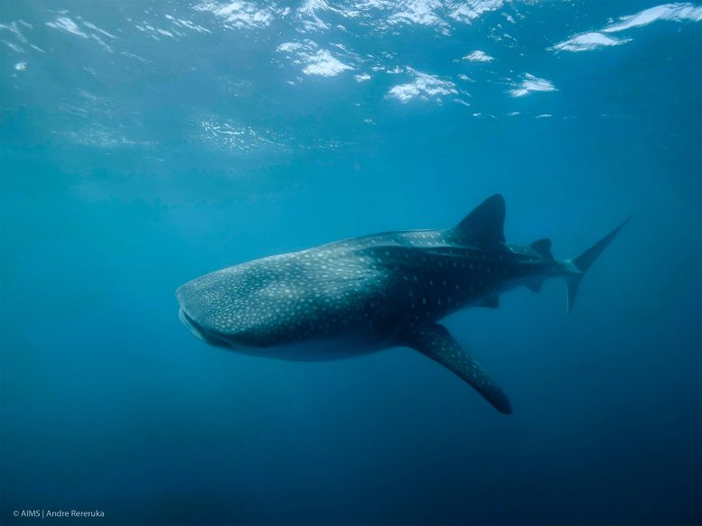 Whale Shark Rhincodon typus