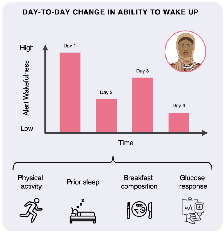 What Affects an Individual’s Alertness From Day to Day