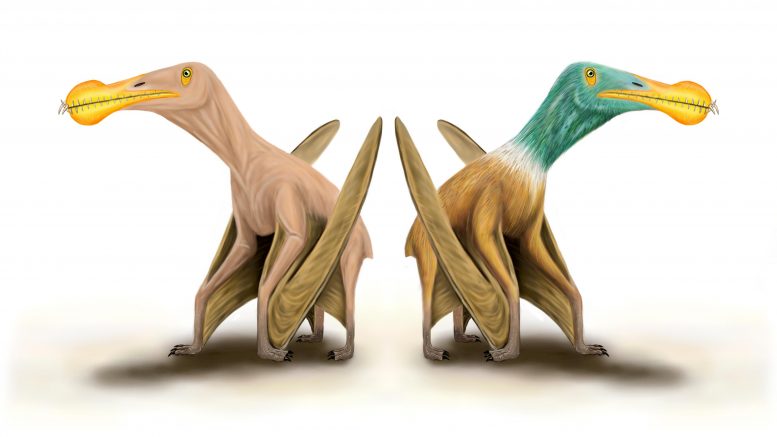 What Pterosaurs Looked Like