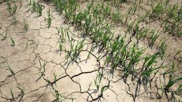 Wheat Field Drought
