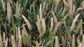 Wheat Infected With Fusarium Head Blight