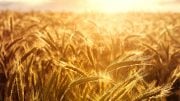 Wheat Setting Sun