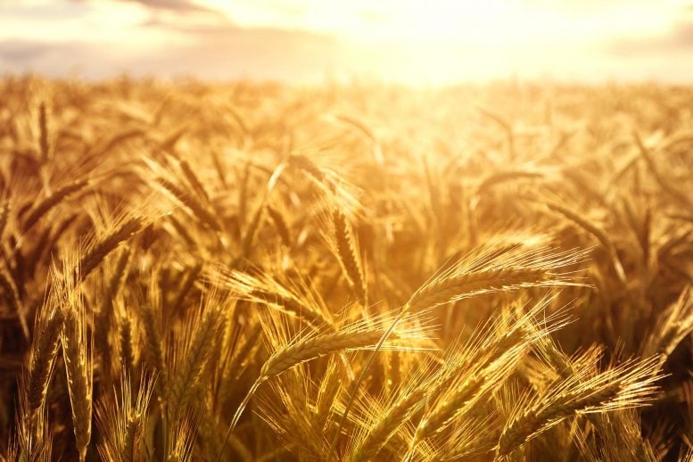 Wheat Setting Sun