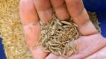 Wheatgrass Seed