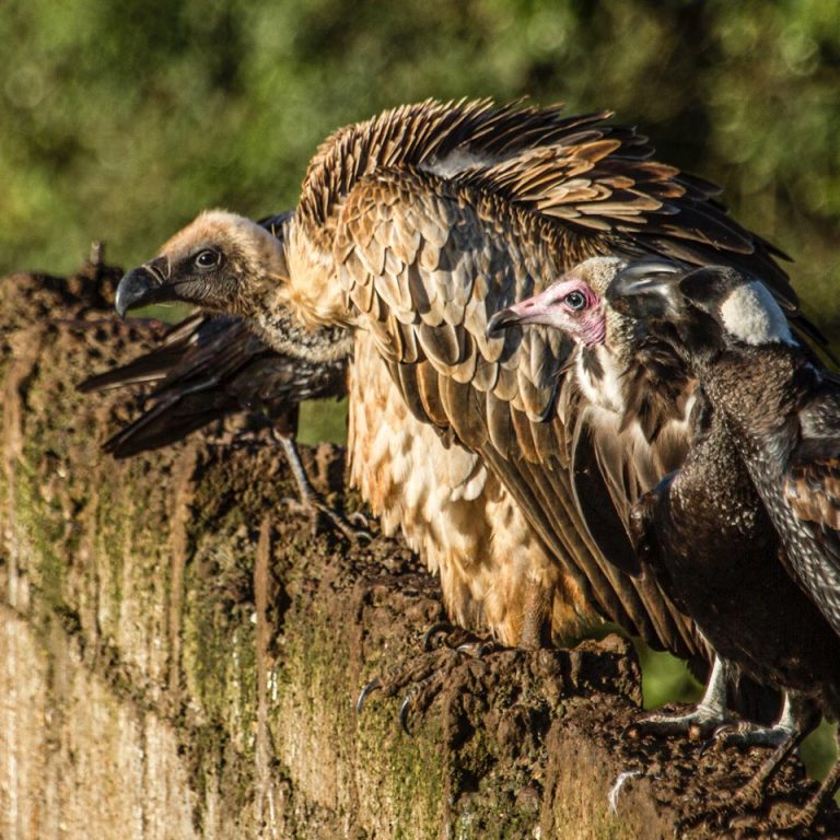 Wildlife Crisis Decline of Vultures and Rise of Dogs Carries Serious