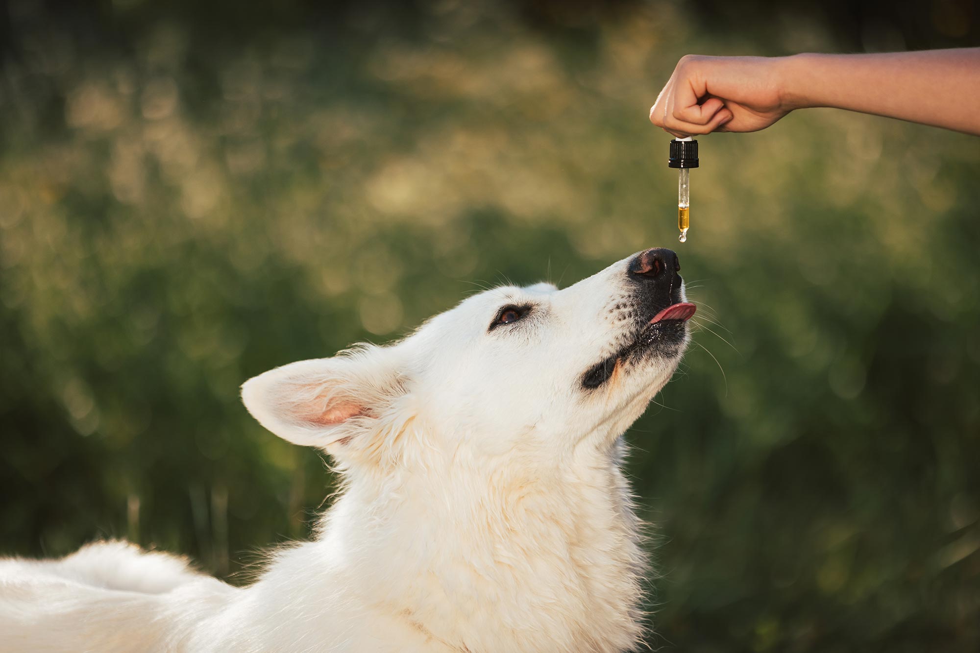 A Massive Study Just Revealed a Surprising Effect of CBD on Dogs