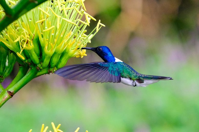 White Necked Jacobin