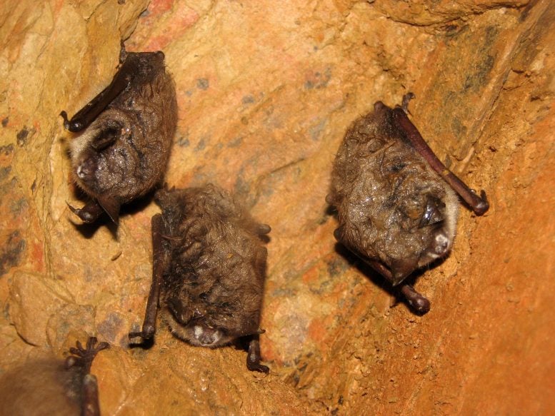 Study of White Nose Syndrome