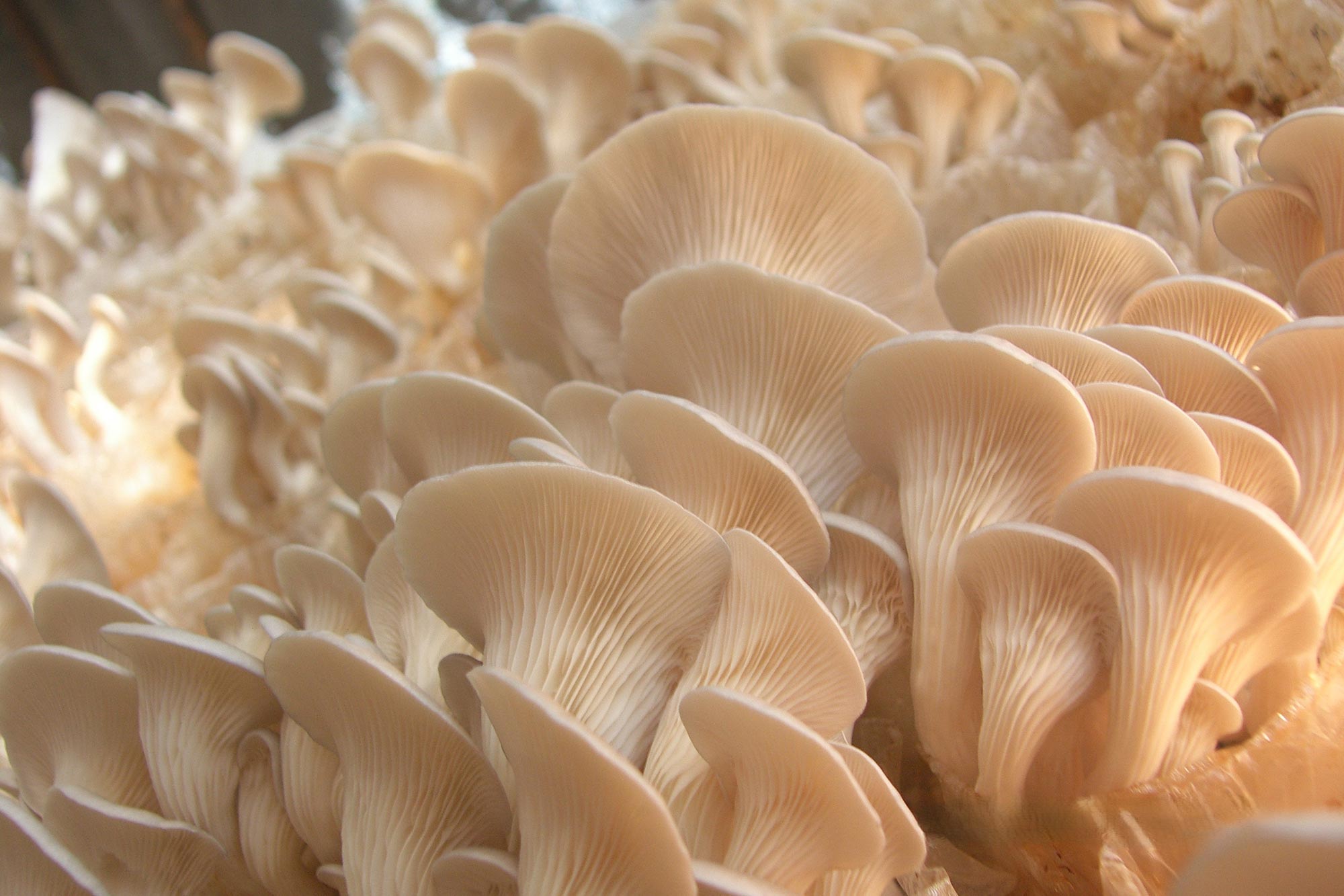 White Oyster Mushrooms - Fungi Preceded Plants on Earth