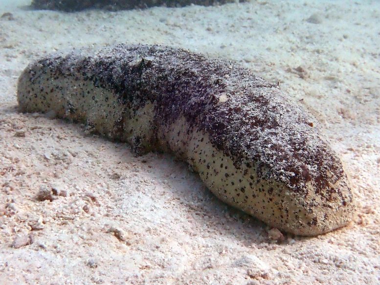 White Teatfish Sea Cucumber