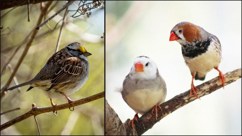 White Throated Sparrow and Zebra Finch
