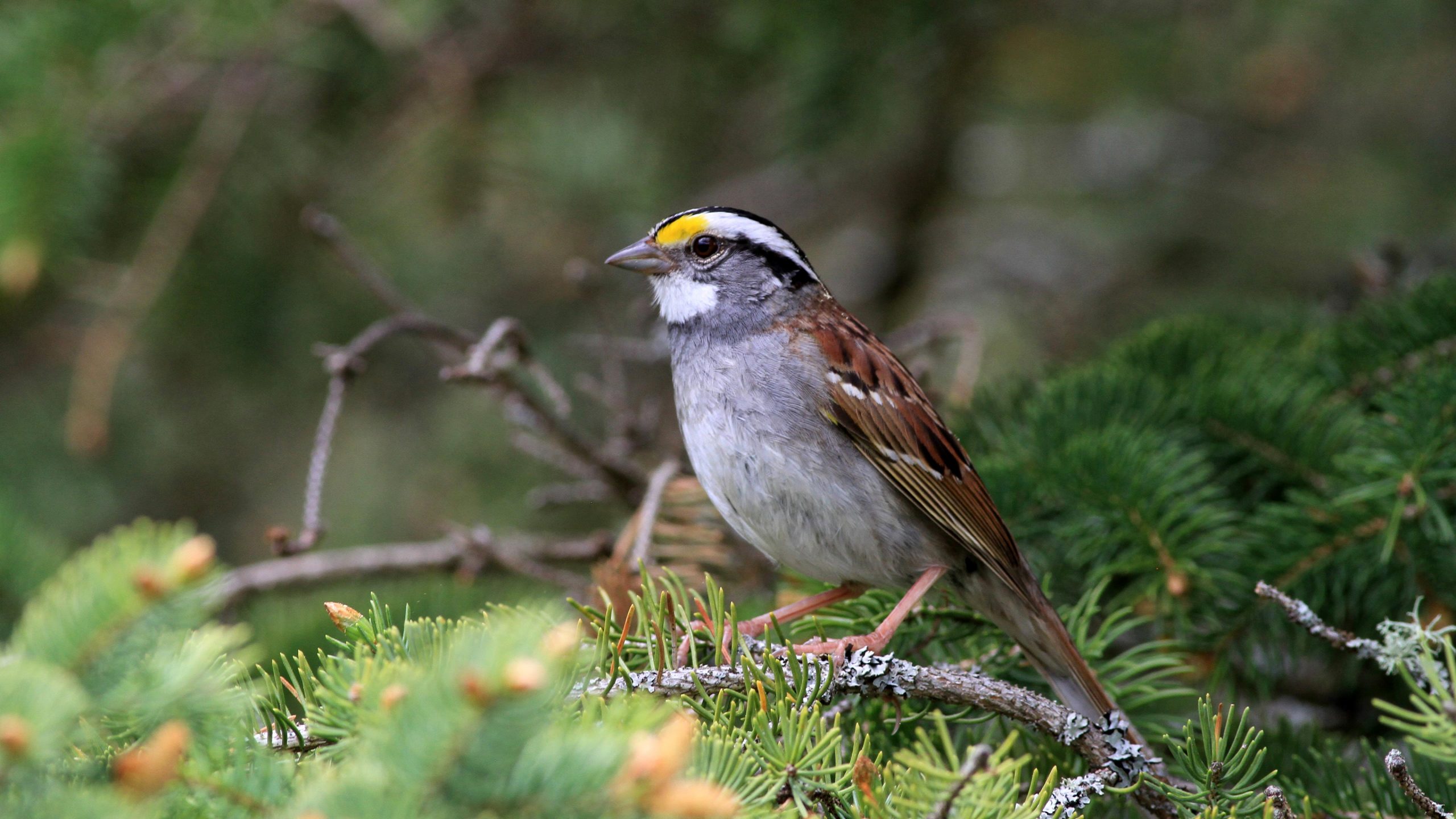Listen To Sparrow Song That Went Viral Across Canada Traveled Over 1 800 Miles