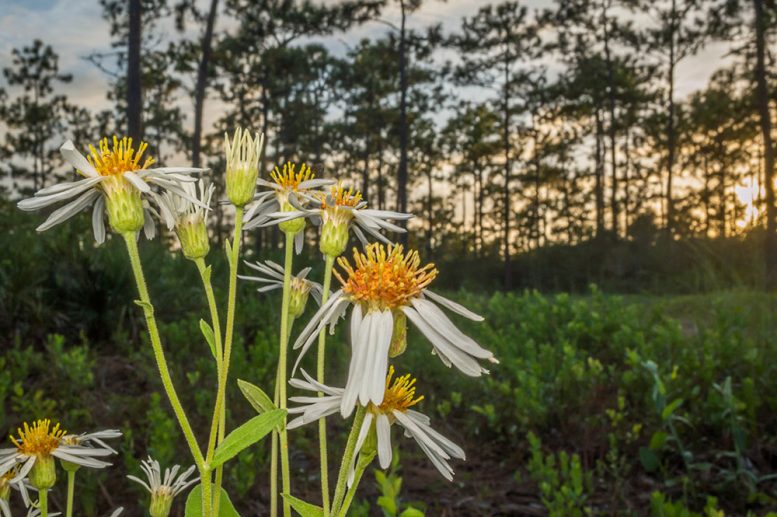 White Top Asters in Longleaf Pine Savanna