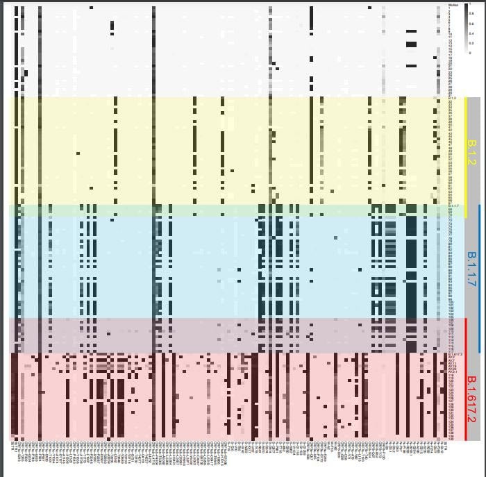 Whole Genome Sequencing of 140 COVID Samples