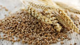 Whole Grain Wheat Kernels