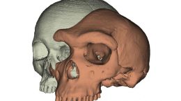 Why Expressive Brows Mattered in Human Evolution