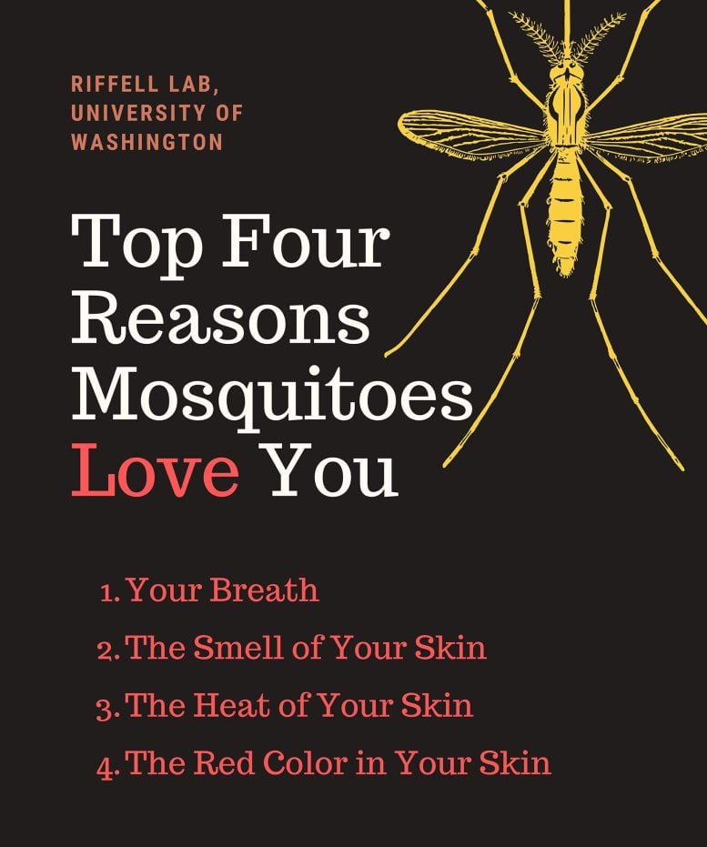 Why Mosquitoes “Love” You