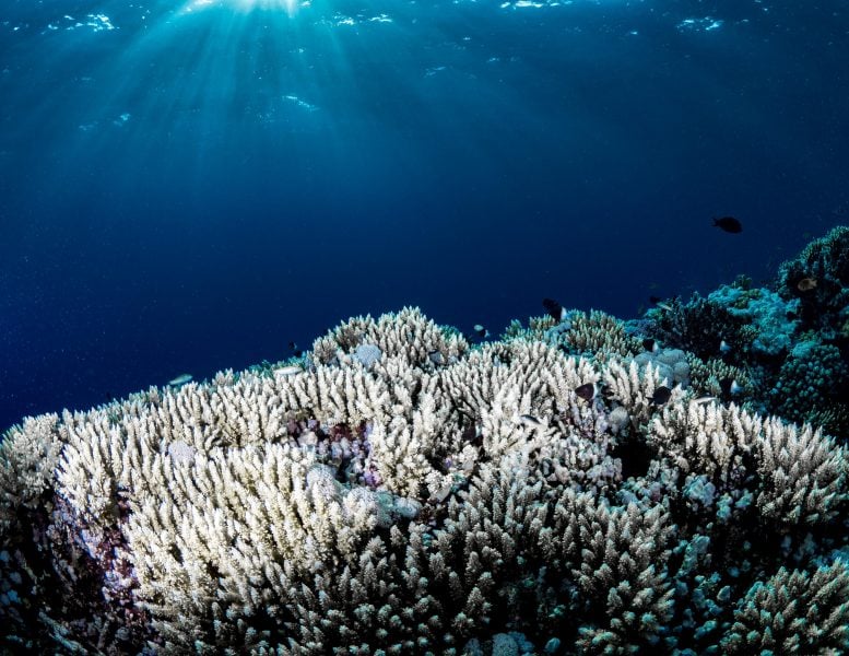 Widespread Coral Bleaching
