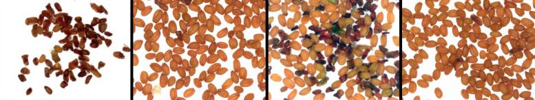 Wild Arabidopsis Seeds