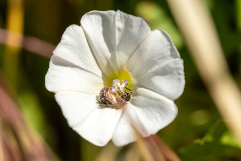 Wild Bee Collecting Nectar Pollen White Morning Glory Flower
