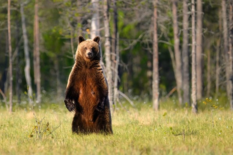 Wild Brown Bear (Ursus arctos)