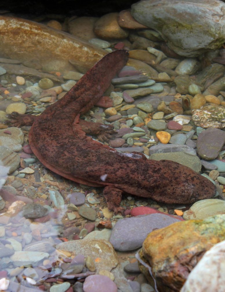 Salamandre géante de Chine sauvage