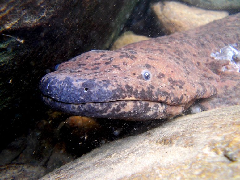 Gros plan de la salamandre géante de Chine sauvage
