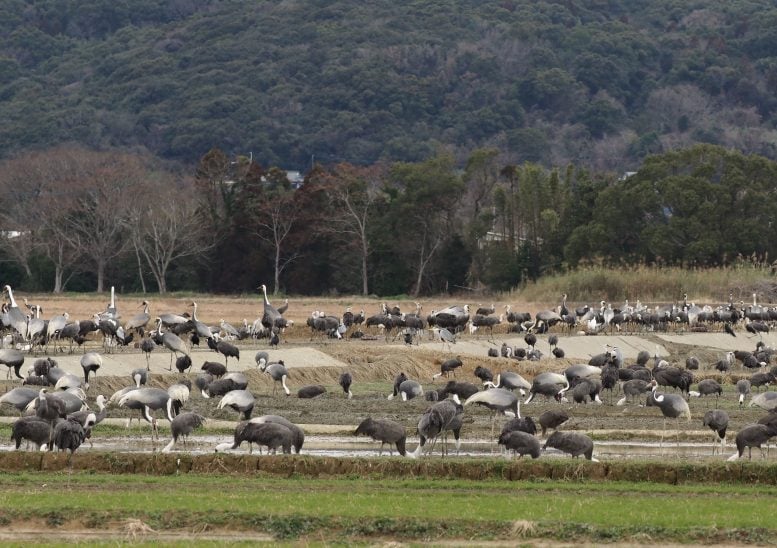 Colônia de guindastes selvagens na cidade de Izumi