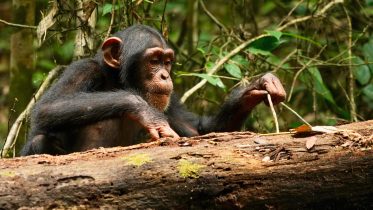 Evolving Intelligence: How Chimpanzees Master Tools Well Into Adulthood