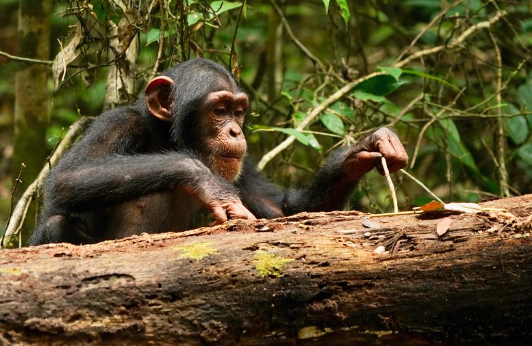 Wild Western Chimpanzee Using Stick Tool